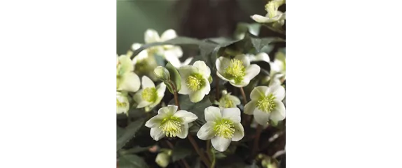 SCHöNE CHRISTROSEN!