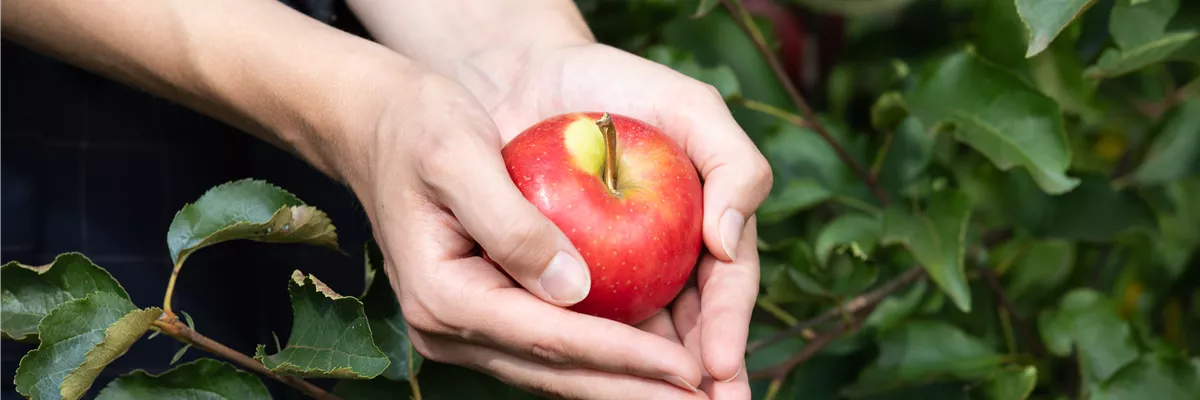 Apfel in der Hand