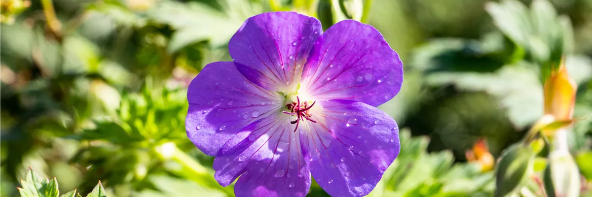 Geranium wallichianum