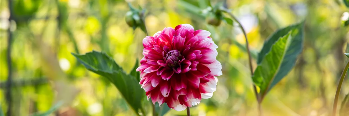 Dahlia, rot-weiß