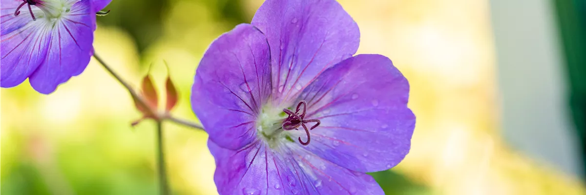 Blüte mit Wassertropfen