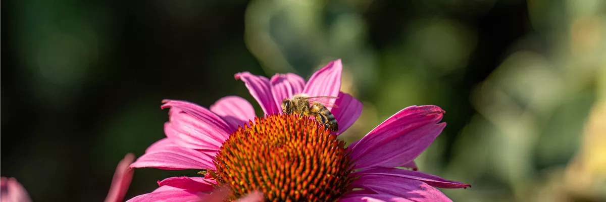 Biene auf Blüte