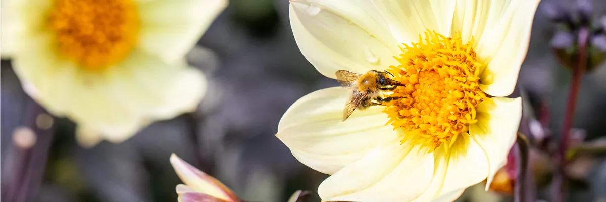 Biene auf Dahlien-Blüte