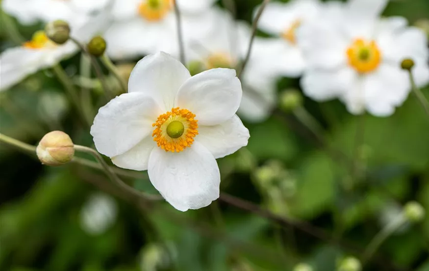 Anemone japonica, weiß (GS650487.jpg)