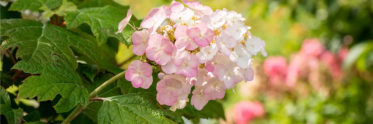 Hydrangea quercifolia 'Snow Queen'