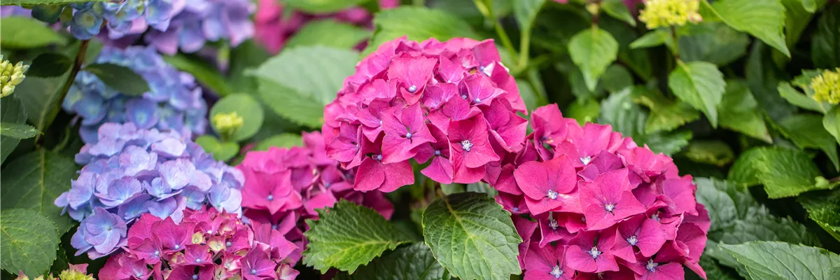 Hydrangea macrophylla 'Forever & Ever'®, rot