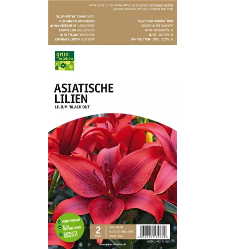 Asiatische Lilien