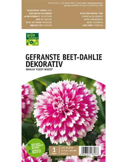 Beet-Dahlie Gefranst