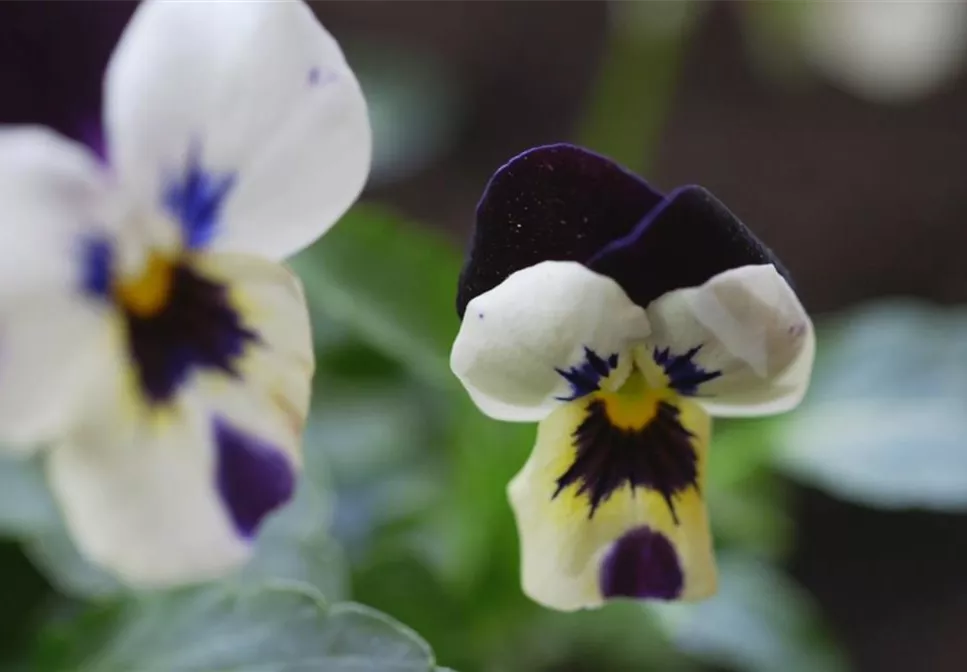 Hornveilchen - Einpflanzen im Garten