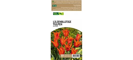 Lilienblütige Tulpen