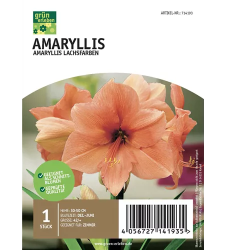 Amaryllis