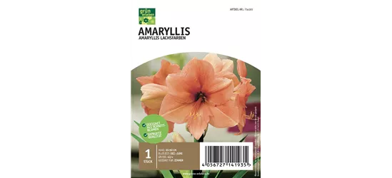 Amaryllis