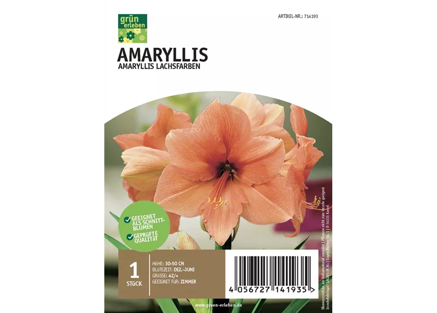 Amaryllis