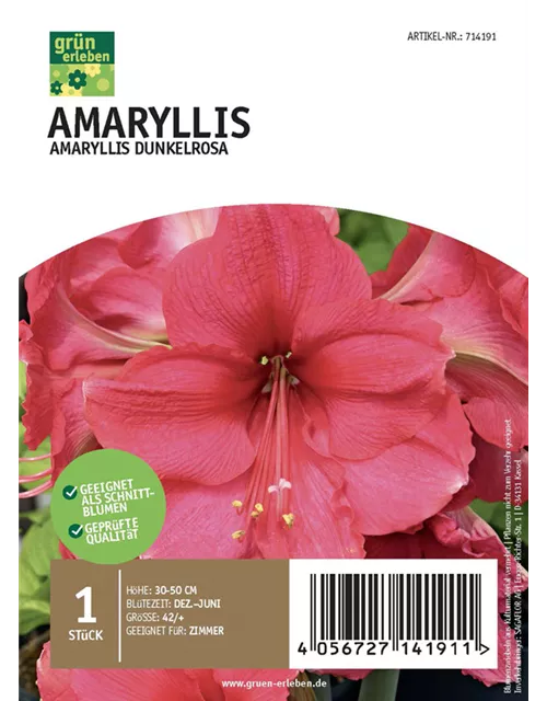 Amaryllis Dunkel 