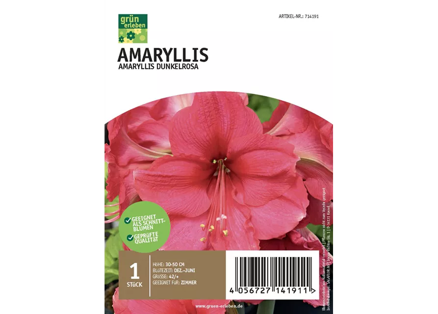 Amaryllis Dunkel 