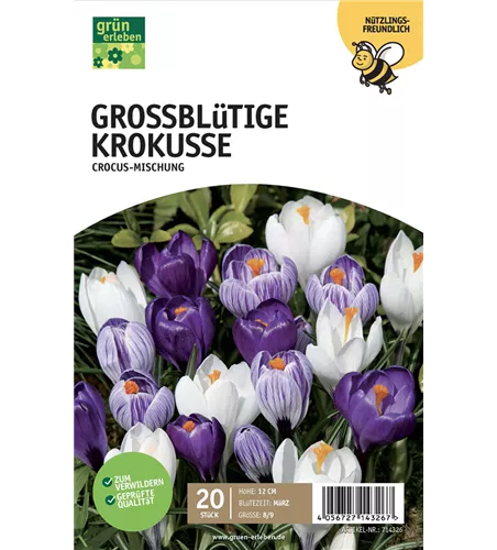 Krokus großblumig