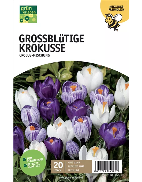 Krokus großblumig