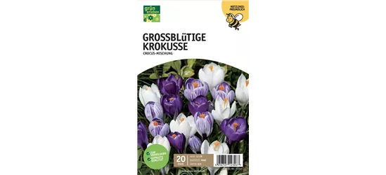 Krokus großblumig