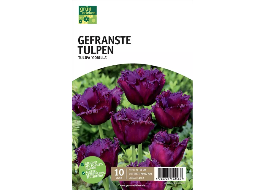 Gefranste Tulpen 