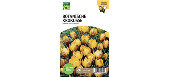 Botanische Krokusse