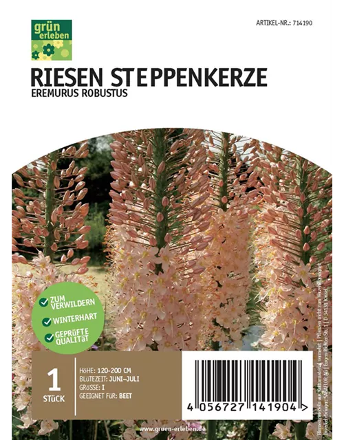 Riesen Steppenkerze