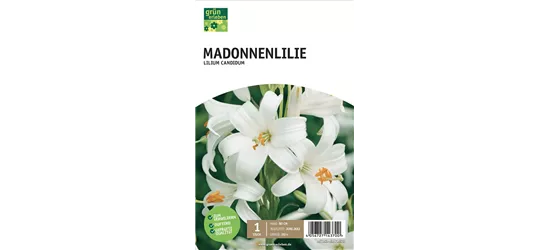 Madonnenlilie