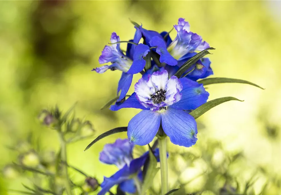 MEHRJäHRIGE BLAUE PRACHT