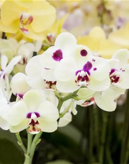 ORCHIDEEN: FREILANDAUFENTHALT IM SOMMER