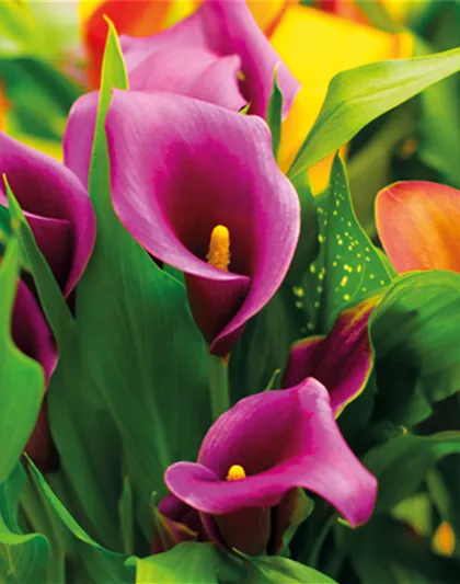 PFLANZE DES MONATS FEBRUAR: CALLA